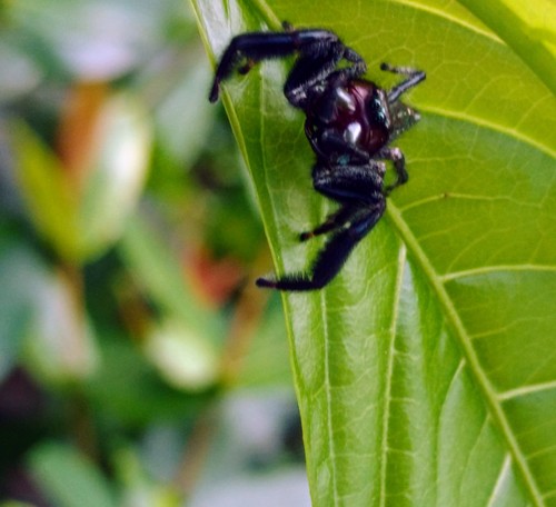 Paraphidippus fartilis