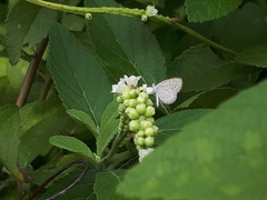 Zizula hylax pygmaea