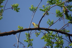 Amazona oratrix tresmariae