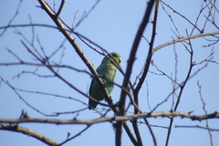 Forpus cyanopygius insularis