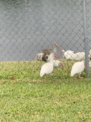 Eudocimus albus