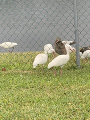 Eudocimus albus