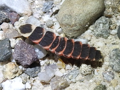Pleotomus nigripennis