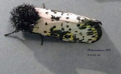 Xanthopastis moctezuma