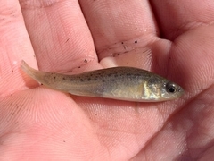 Fundulus pulvereus