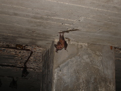 Macrotus waterhousii