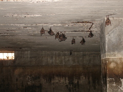 Macrotus waterhousii