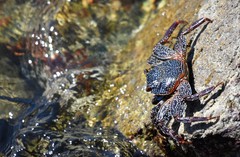 Grapsus grapsus
