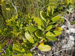 Pithecellobium keyense