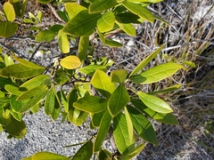 Pithecellobium keyense