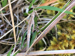 Sigaus campestris
