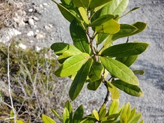 Pithecellobium keyense