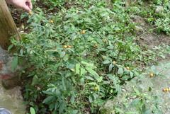 Solanum pseudocapsicum