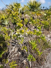 Pithecellobium keyense