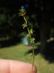 Carex seorsa