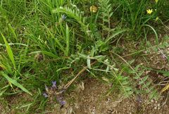 Oxytropis litwinowii