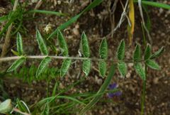 Oxytropis litwinowii