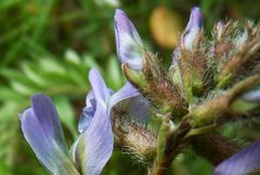 Oxytropis litwinowii