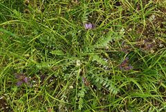 Oxytropis litwinowii