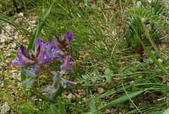 Oxytropis litwinowii