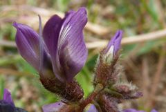 Oxytropis litwinowii