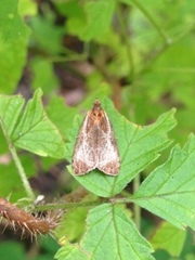 Olethreutes quadrifidum