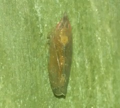 Scaphytopius rubellus