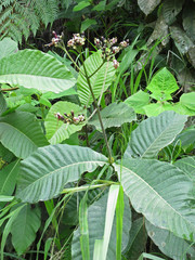 Condaminea corymbosa