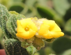 Hermannia salviifolia