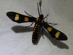 Phoenicoprocta hampsonii