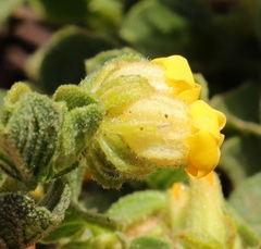 Hermannia salviifolia