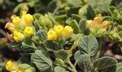 Hermannia salviifolia