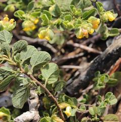 Hermannia salviifolia