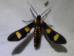 Phoenicoprocta hampsonii