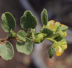 Hermannia salviifolia