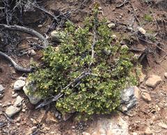 Hermannia salviifolia