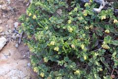 Hermannia salviifolia