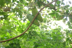 Forpus cyanopygius insularis