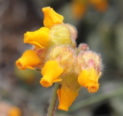 Hermannia decumbens