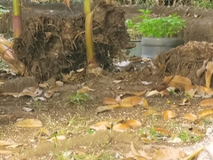 Campylorhynchus chiapensis