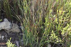 Hypodiscus procurrens