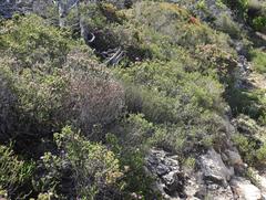 Hypodiscus procurrens