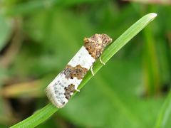 Periclepsis cinctana