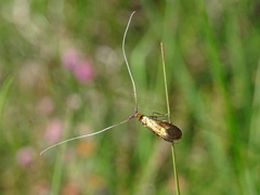 Nemophora violellus