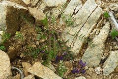 Oxytropis litwinowii