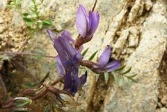 Oxytropis litwinowii
