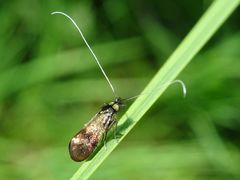 Nemophora minimella