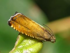 Pammene aurita