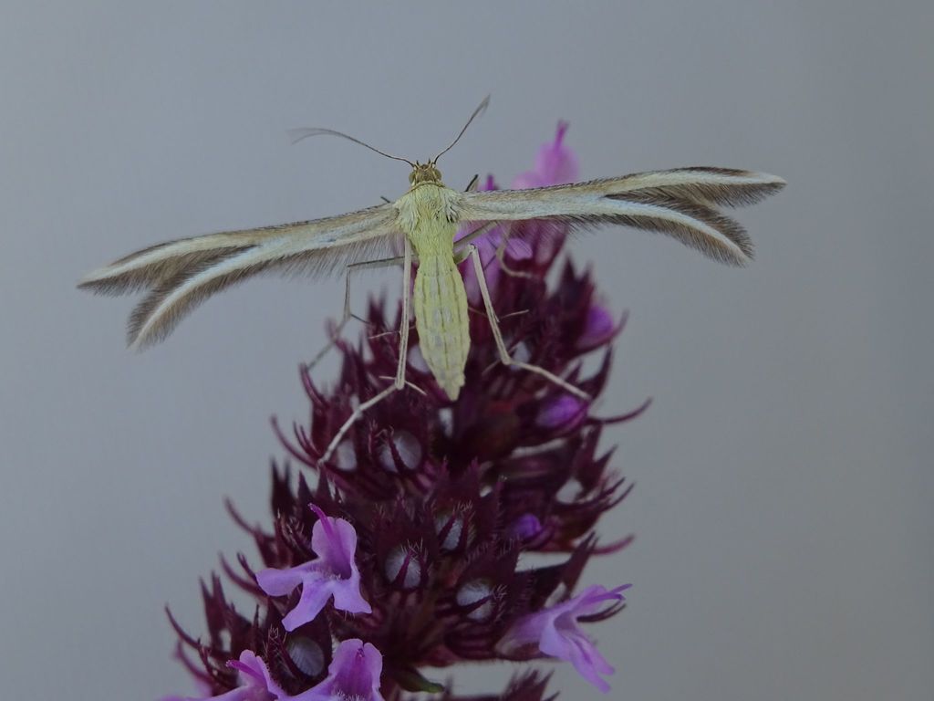 Thyme Plume Moth
