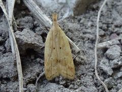 Acompsia schmidtiellus